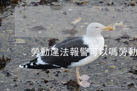 勞動違法報警可以嗎(勞動報警電話)