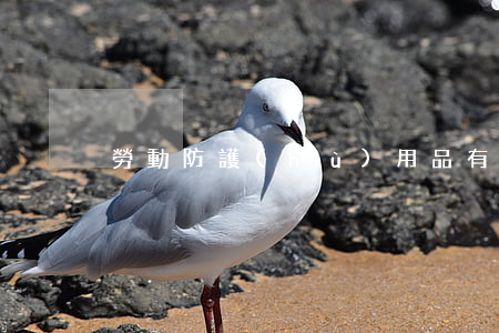 勞動防護(hù)用品有哪些