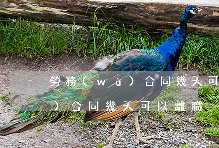 勞務(wù)合同幾天可以離職(勞務(wù)合同幾天可以離職)