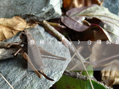 勞務(wù)合同糾紛怎么寫
