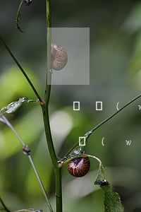 勞務(wù)合同糾紛法律依據(jù)(勞務(wù)合同糾紛適用法律)