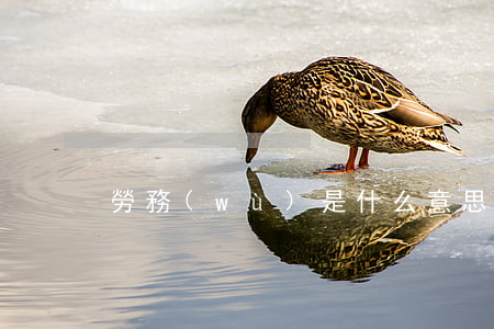 勞務(wù)是什么意思