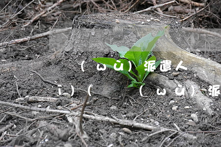 勞務(wù)派遣人員適用法律法規(guī)(勞務(wù)派遣有哪些法律規(guī)定)