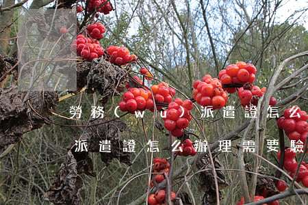 勞務(wù)派遣證怎么辦理(勞務(wù)派遣證怎么辦理需要驗(yàn)資報(bào)勞務(wù)派遣證怎么辦)
