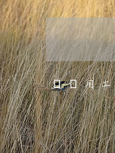 勞務用工合同