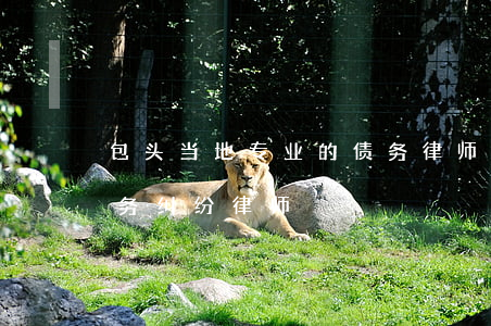 包头当地专业的债务律师怎么收费-包头债务纠纷律师