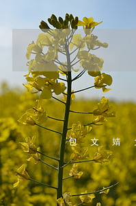包文婧父母離婚了嗎