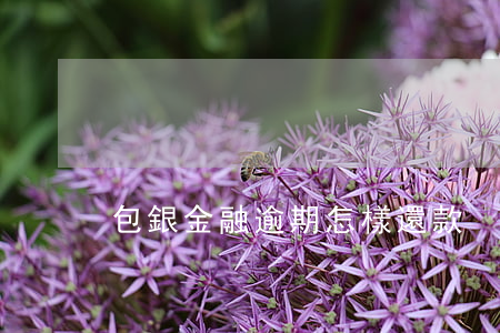 包銀金融逾期怎樣還款