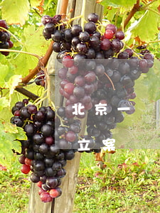 北京一網(wǎng)吧致多人感染老板被立案 違規(guī)經(jīng)營怎么處罰?
