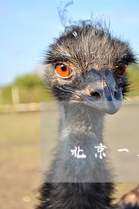 北京一群租房著火