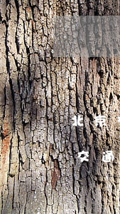 北京交通事故植物人赔偿标准2020(发生交通事故植物人赔偿标准)