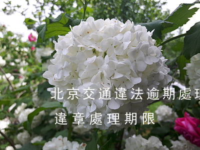 北京交通違法逾期處理新規(guī)(北京違章處理期限)