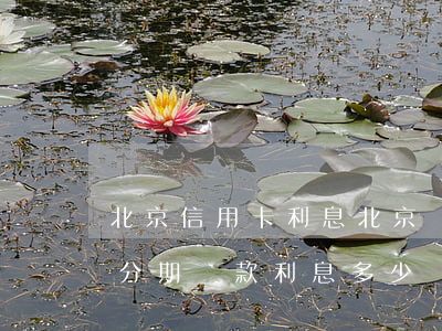 北京信用卡利息(北京銀行信用卡10000分期還款利息多少)