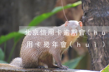 北京信用卡逾期會(huì)被告嗎-欠信用卡幾年會(huì)被起訴