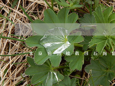 北京信访被截回后拘留多久(进京信访拘留)