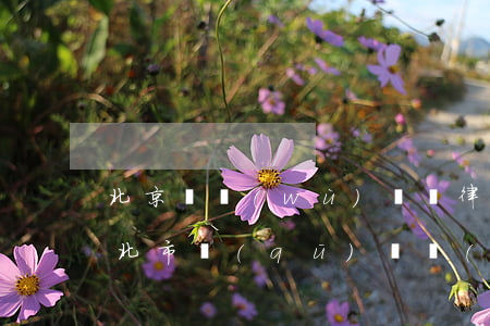 北京債務(wù)糾紛律師事務(wù)所（北市區(qū)債務(wù)律師）