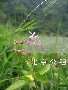 北京公租房如何申請