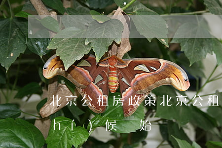 北京公租房政策(北京公租房政策什么時(shí)候開始)