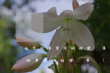 北京刑事官司好的律師事務(wù)所(北京刑事最好的律師事務(wù)所)