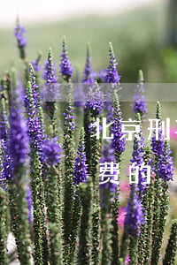 北京刑事律师怎么收费(北京刑事律师怎么收费的)