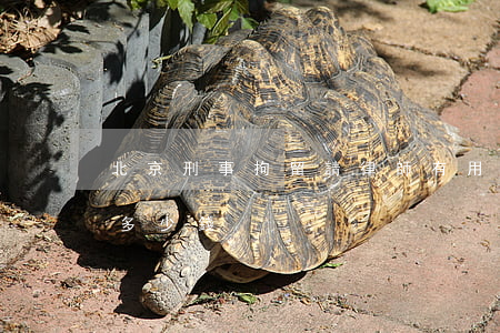 北京刑事拘留請律師有用嗎(北京刑事律師費多少錢)