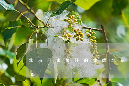 北京刑事最好的律師(北京刑事案件最好的律師)
