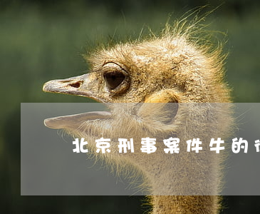 北京刑事案件牛的律師(北京刑事案件牛的律師)
