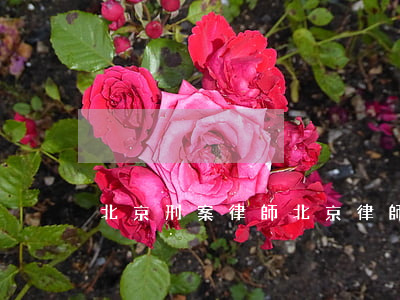 北京刑案律師(北京律師刑事犯罪律師)