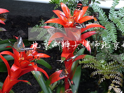 北京刑辩大律师(北京刑辩大律师有哪几位)