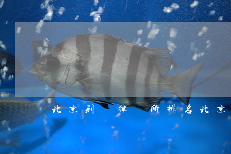 北京刑辯律師所排名(北京刑事律師所排名)