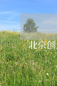 北京创为律师团靠谱吗