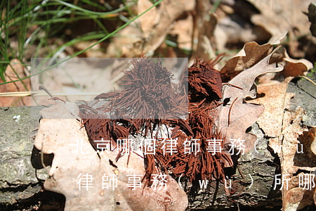 北京哪個律師事務(wù)所勝訴率高(北京律師事務(wù)所哪家強)