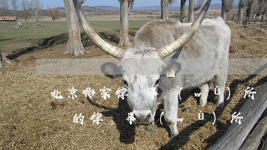 北京哪家律師事務(wù)所強(北京最有名氣的律師事務(wù)所)