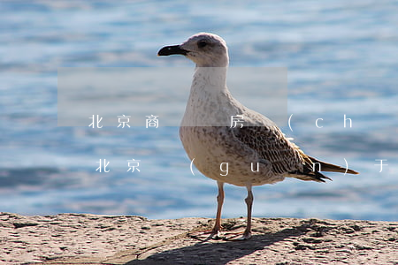 北京商辦類房產(chǎn)怎么繼承(最新北京關(guān)于繼承房產(chǎn)的法律法規(guī))