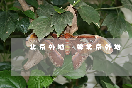 北京 外地車牌(北京 外地車牌)