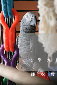 北京大興債務(wù)案執(zhí)行律師收費(fèi)標(biāo)準(zhǔn)-北京大興債務(wù)案執(zhí)行律師收費(fèi)標(biāo)準(zhǔn)文件