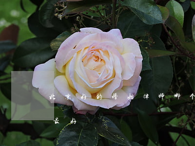 北京好的婚姻律师哪个好(北京房产律师哪家最好)