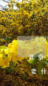 北京如何申請法律援助(北京申請法律援助需要什么條件)