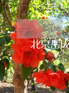 北京岳成律師事務所官網(wǎng)