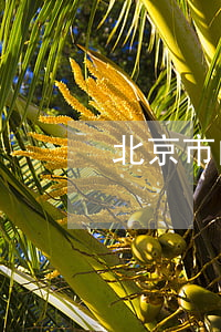 北京市內銷商品房買賣契約
