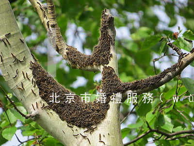 北京市婚禮服務(wù)合同