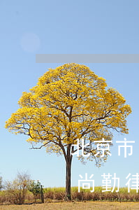 北京市尚元律師事務(wù)所主任斌(北京尚勤律師事務(wù)所)