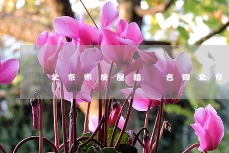 北京市房屋租賃合同(北京市房屋租賃合同) 北京市房屋租賃合同(北京市房屋租賃合同)