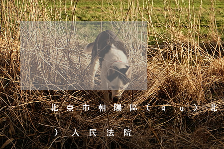 北京市朝陽區(qū)(北京市朝陽區(qū)人民法院)