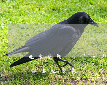 北京市朝陽區(qū)律師事務(wù)所排名(北京朝陽區(qū)哪個律師)
