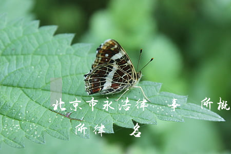 北京市永浩律師事務所 概況(北京中永律師事務所律師名單)