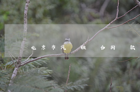 北京市汽車租賃合同條款