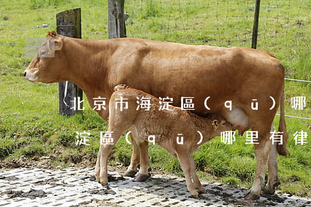 北京市海淀區(qū)哪里有律師(北京市海淀區(qū)哪里有律師事務所)