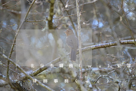 北京市職務(wù)犯罪律師(北京刑事犯罪律師事務(wù))