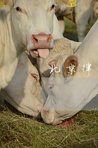 北京律師張勇(北京張猛律師)